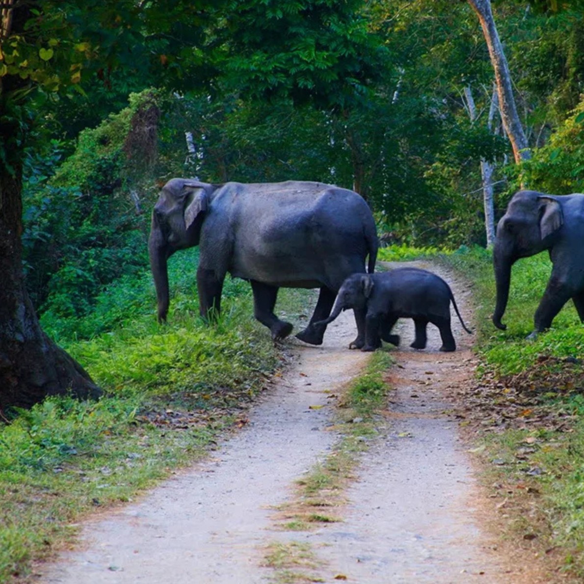 Thekkady